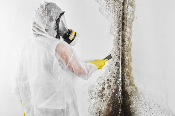 Best Mold Remediation  in Mccook, NE