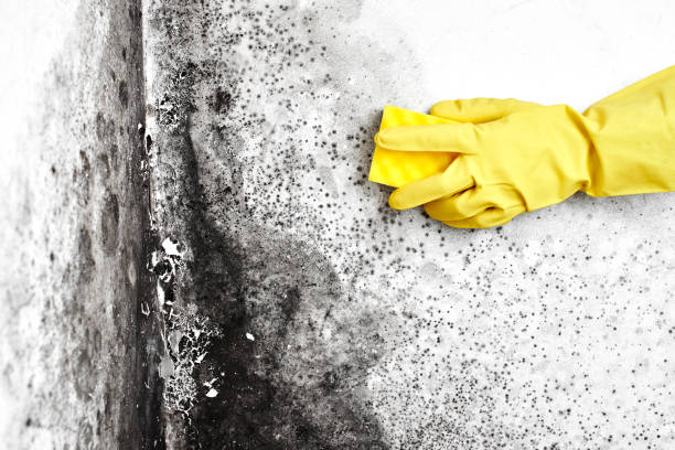 Best Professional Mold Removal  in Mccook, NE