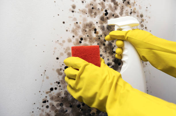 Best Crawl Space Mold Removal  in Mccook, NE