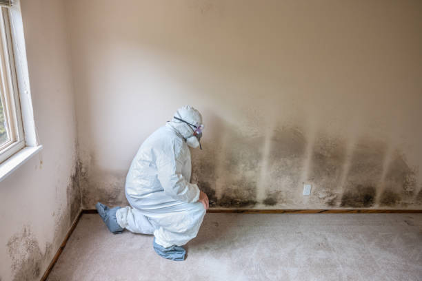 Best Commercial Mold Removal  in Mccook, NE