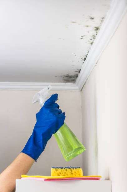 Office Mold Removal Services in Mccook, NE